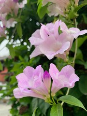 Obraz premium group of datura violet flowers on blur leaves background