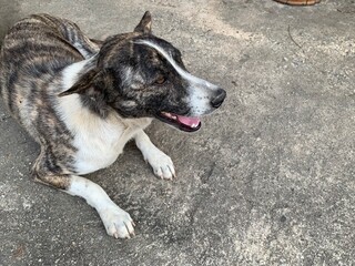 the old dog sit on the concrete floor