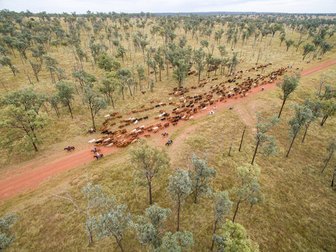 Aerial view of cattle being mustered along a dirt road.