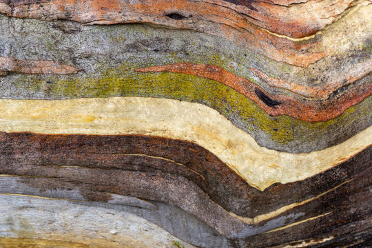 Eucalyptus trunk bark colours