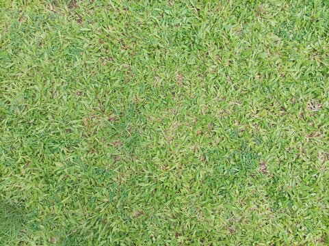 Close-up image of fresh  green grass