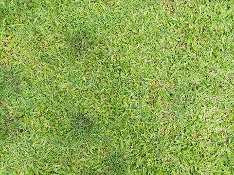 Close-up image of fresh  green grass
