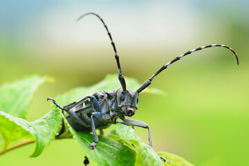 ゴマダラカミキリ