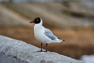A seagull stands on a gray concrete parapet