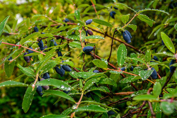 early blue honeysuckle berries on the Bush