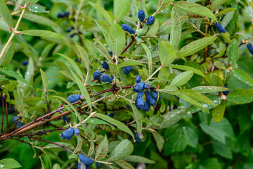 early blue honeysuckle berries on the Bush