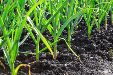 sprout growing in soil