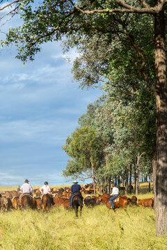 A group of horse riders mustering cattle past a stand of ironbark trees.