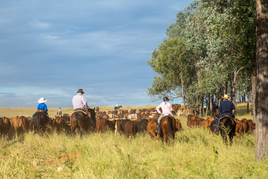 A group of horse riders mustering cattle past a stand of ironbark trees.