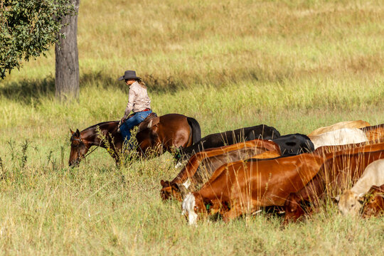 A lady horse rider musters a mob of cattle.