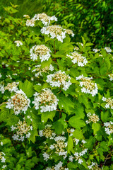 Flowering viburnum (Viburnum opulus) is close-up