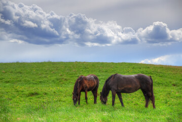 Horses graze on a green meadow. Raindrops glitter in the air. In the background is a rain cloud.