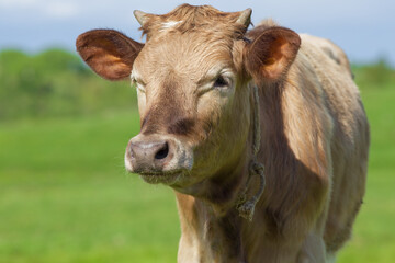 Young bull. Close-up photo.