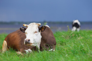 The cow is resting on the green grass. A calf is grazing in the background.
