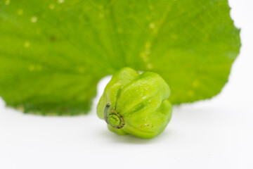 single green chili over on background,fresh chilli