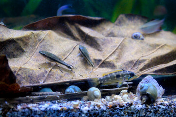 Amazonic fish. Ornamental fish