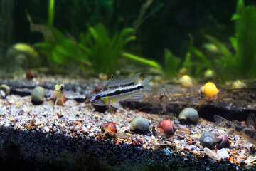 Fish and fishes ornametal