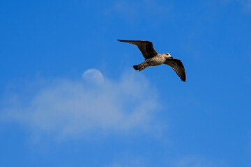 One gull flying in the clear sky and the moon