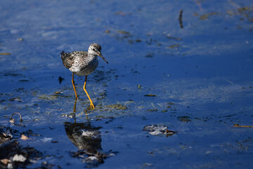 A migratory Lesser Yellowlegs (Tringa flavipes) forages for food around the shore of Alaska's Reflections Lake.