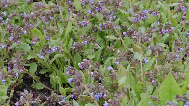 Lungwort flowers (Pulmonaria officinalis). The first spring flowers. Medicinal plants