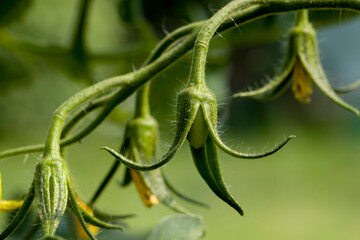 Tomato, yellow flower and small green unripe tomato. Small green ripening tomatoes with yellow...