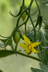 Tomato, yellow flower and small green unripe tomato. Small green ripening tomatoes with yellow flowers and green leaves hanging on a vine. Flowers and fruits of tomato. Selective focus.