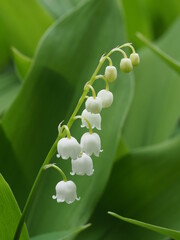 Flowerbed with blooming lilies of the valley close up