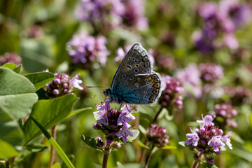 Butterfly on purple thyme flowers in natural habitat.  Сreeping thyme. selective focus