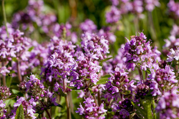 Selective focus. Purple flowers of thyme in natural habitat. Сreeping thyme.