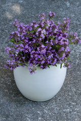 Fresh thyme flowers in a white cup. Fresh organic thyme flowers. Flowers of thyme creeping. Thyme. Phytotherapy. Selective focus.