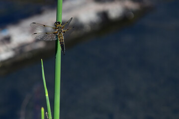 The four-spotted skimmer (Libellula quadrimaculata) is officially Alaska's state insect.