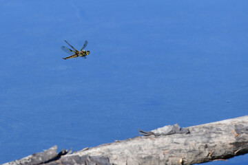 Fototapeta na wymiar The four-spotted skimmer (Libellula quadrimaculata) is officially Alaska's state insect.