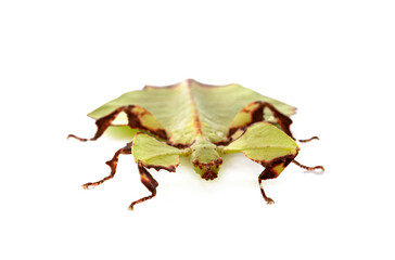  stick insect in studio