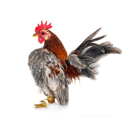 Malaysian Serama in studio