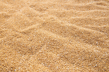 Whole dry wheat cereal grains texture background