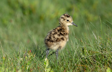 Close up of a  young Curlew chick, scientific name: numenius arquata, in natural grouse moor habitat, facing right. Curlews are in serious decline and are now a Red Listed bird. .  Copy space. © Moorland Roamer