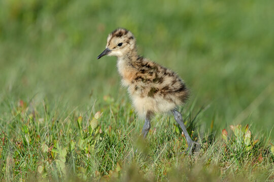 Curlew chick, scientific name: numenius arquata in natural grouse moor habitat, facing left.  Curlews are in serious decline and now on the Red List UK Conservation Status report.  Copy space.