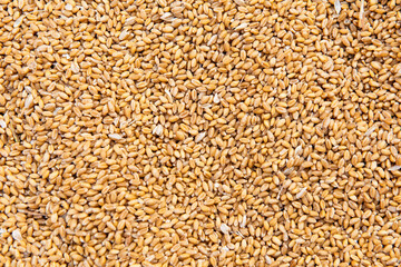Whole dry wheat cereal grains texture background