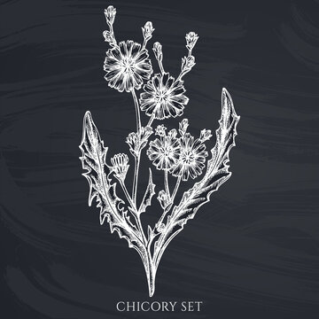 Tea herbs hand drawn vector illustrations collection. Chalk chicory.