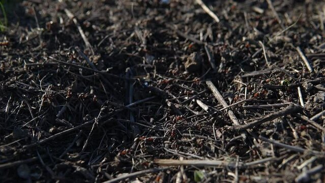 The anthill is swarming with ants, taken close-up.