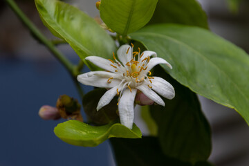 Close up of a white lemon blossom, also called Citrus x limon