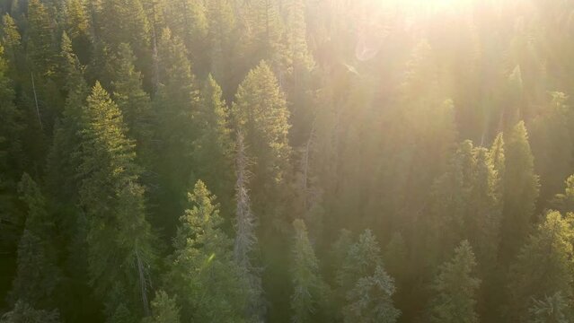 Flying over a mountainside forest in Southern Oregon at dawn