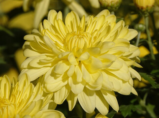 Chrysanthemum garden - plant flower