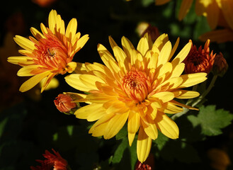 Chrysanthemum garden - plant flower