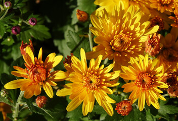 Chrysanthemum garden - plant flower