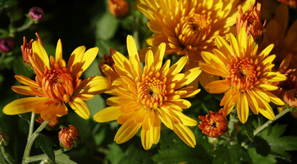 Chrysanthemum garden - plant flower