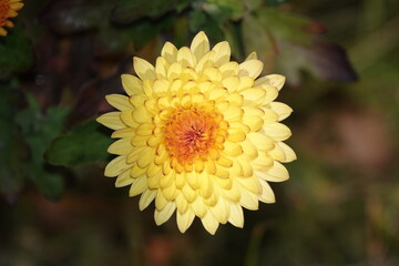 Chrysanthemum garden - plant flower