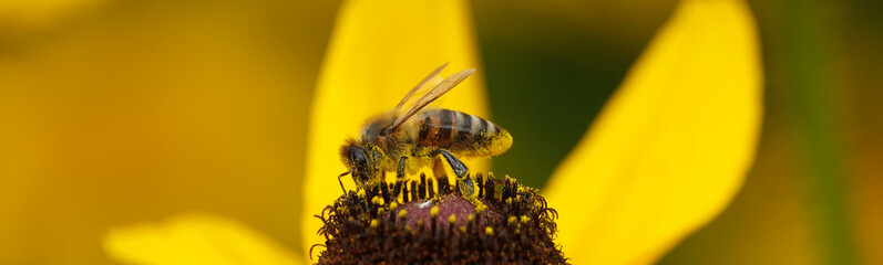 Rudbeckia Black-eyed - plant flower