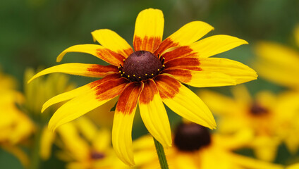 Rudbeckia Black-eyed - plant flower
