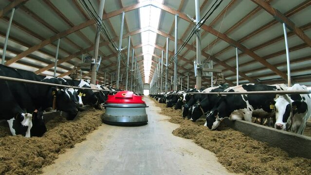 A cow farm with a robotic robot helping to move hay. Automation of agriculture.